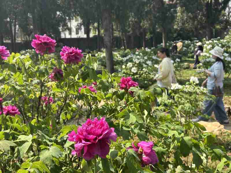  【植物园深度观察】从分子育种到景观算法：武汉植物园牡丹杜鹃双姝绽放的技术解码 文化旅游