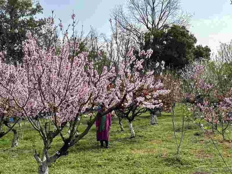  【植物园深度观察】从分子育种到景观算法：武汉植物园牡丹杜鹃双姝绽放的技术解码 文化旅游